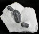 Metacanthina & Two Gerastos Trilobites - Mrakib, Morocco #28613-1